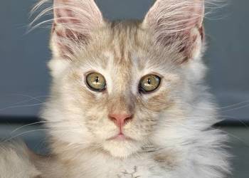 Maine Coon kocur rodowód fpl