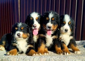 Berneński Pies Pasterski