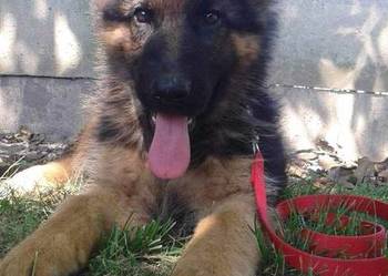 Witam sprzedam szczeniaki