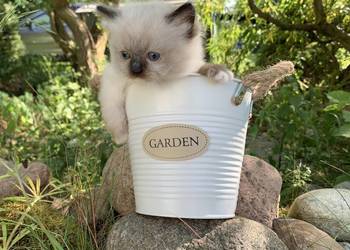 Kotka Ragdoll o umaszczeniu seal mitted