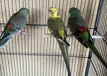 Papugi świergotki 2025r.