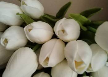 Tulipany lateksowe