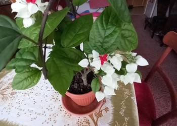 Szczęślin roślina kwitnąca