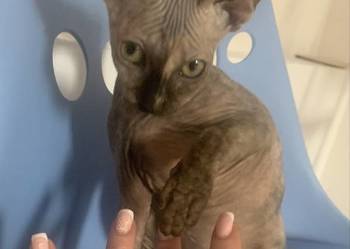 Sfinks Kanadyjski. Do odbioru dziewczynka.