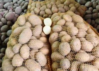 Sprzedam ziemniaki odmiany Denara i Bellarossa