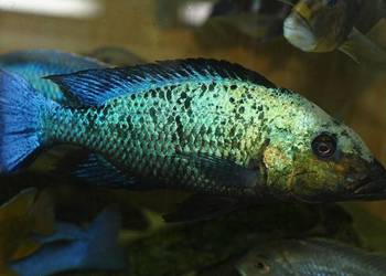 Fossorochromis rostratus - Pyszczak - Malawi - Pielęgnica
