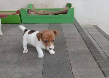 Jack Russell Terrier - suczka