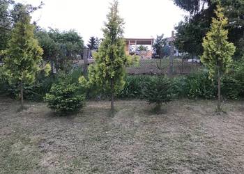 Działka ogrodowa ROD im. Henryka Sikorskiego ul. Bałdowska, Tczew