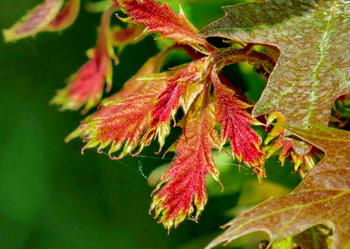 Dąb czerwony duży. Quercus rubra. Duże dęby drzewa na drogi.