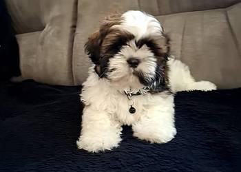Szczeniak Shih Tzu- Piesek