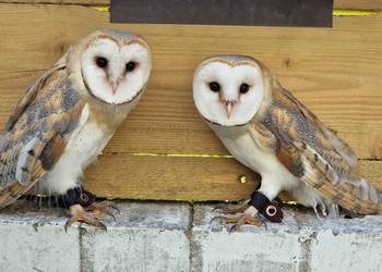 Sowa sowy płomykówki Tyto alba młode Wrocław
