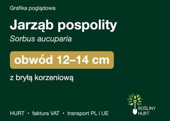 Jarząb pospolity (Sorbus aucuparia) obwód 12-14 cm, z bryłą – HURT