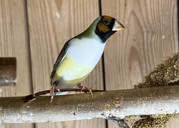 Amadyna wspaniała - samiczka 2025 r.