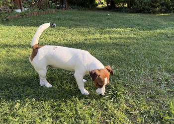 Piesek Jack Russell Terrier FCI ZKwP-Wrocław