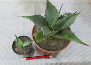 Mrozoodporna agawa do -12°C - Agave parrasana - sadzonka