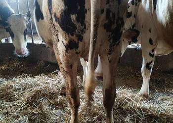 jałówki wysokocielne