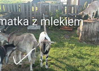 Koza z mlekiem  , koziołek i kózka