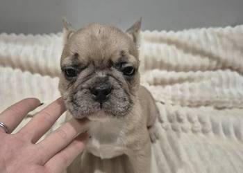 Pieski szukają nowego domu