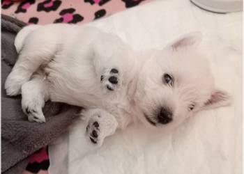 ZKwP FCI West Highland White Terrier | westie 2025