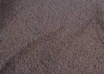 Łubin wąskolistny biały słodki Boregine