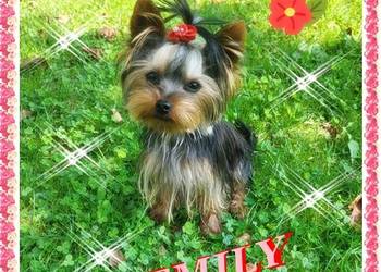 York,Yorkshire Terrier!Elitarne MICRO Cudeńka! XXS!Kraków