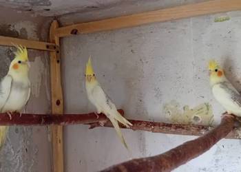 Papugi nimfy perłowe 2025