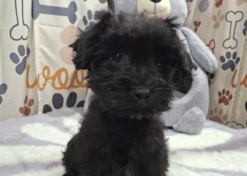 Yorkshire  terrier komplet  szczepień