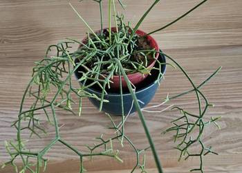 Rhipsalis patyczak zwisający roślina doniczkowa