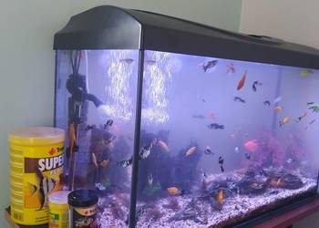 Akwarium z całym wyposazeniem
