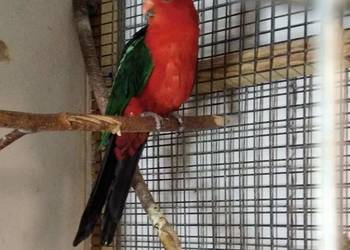 Papuga Szkarłatka sprzedam Papuga Szkarłatka sprzedam