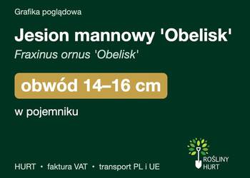 Jesion mannowy 'Obelisk' obwód 14-16 cm, w pojemniku – HURT