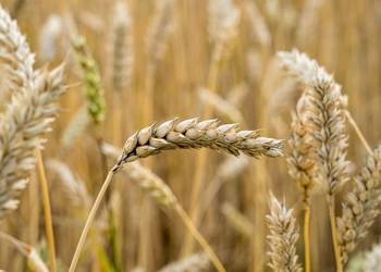 Pszenica jara Harenda - przewódka