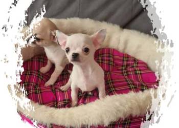 Chihuahua Cziłała cudny biały piesek Dyzio