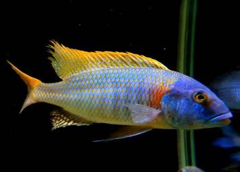 Buccochromis rhoadesii - PYSZCZAKI - WYSYŁAMY KURIEREM