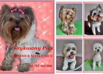 Strzyżenie psów, psi fryzjer, GROOMER,czyszczenie zębów- Myślenice