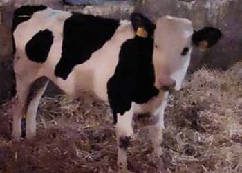 Sprzedam jałówki mięsne simental