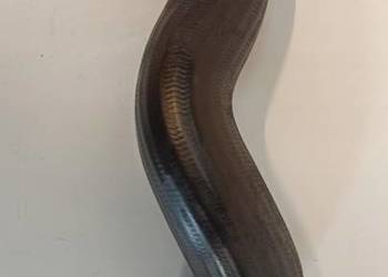 RURA INTERCOOLERA VOLVO XC70 30766441