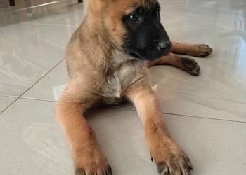 Owczarek belgijski Malinois