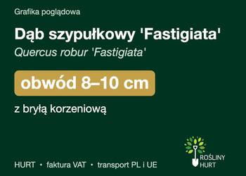 Dąb szypułkowy 'Fastigiata' obwód 8-10 cm, z bryłą – HURT