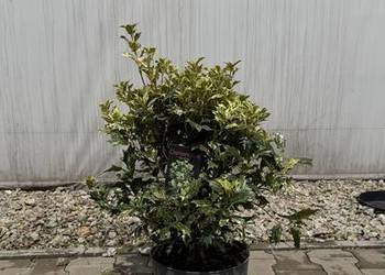 Osmanthus "Goshiki"