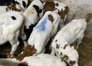 Byczki mm ncb budżetowe