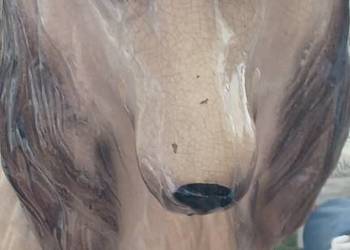 W POZNANIU OD ZARAZ POWOJENNY CHART AFGANSKI 24 KG WAZY 84 WYSOKI 3 PIECZEC