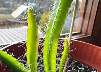 Smoczy Owoc / Pitaja / Dragon Fruit - Egzotyczny Kaktus Pnący