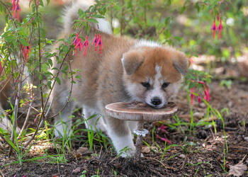 Akita inu-akita japońska czerwone szczenięta rodowód ZKwP/FCI
