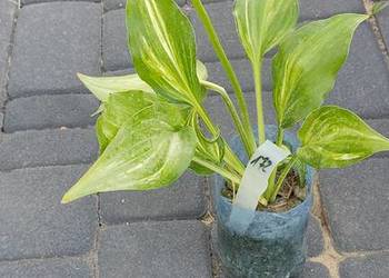 Hosta kolekcjonerska Hosta 'Play it Again, Sam