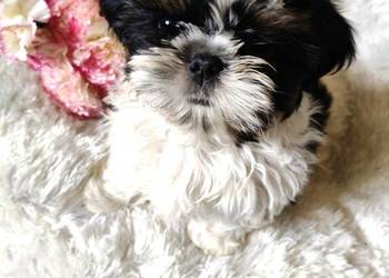 Shih tzu piesek FCI