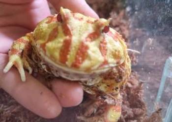 Żaba rogata z terrarium