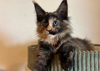 Ida kotka Maine Coon
