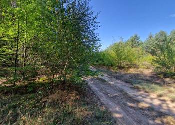 Syndyk sprzeda nieruchomość gruntową niezabudowaną - Kuny