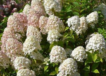 Hortensja bukietowa Sugar Rush 2L